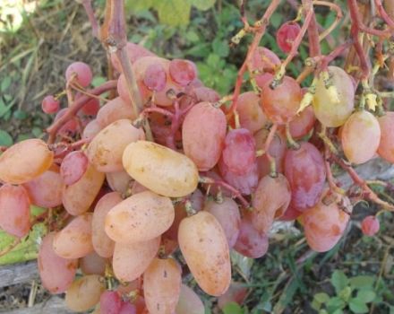 Opis i cechy odmiany winogron Ruby Jubilee, uprawa i pielęgnacja