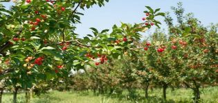 Descripción de las mejores variedades de cerezas enanas, plantación y cuidado, lucha contra enfermedades.