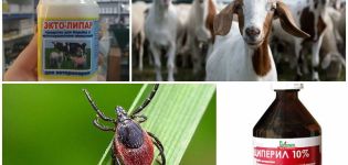 Pravila i lijekovi za liječenje koza od krpelja i što učiniti s ubodom parazita