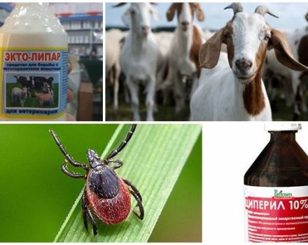 Rules and remedies for treating goats from ticks and what to do with a parasite bite
