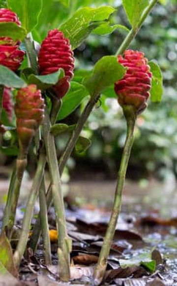 Types and cultivation of ginger, where it grows and how it looks in nature
