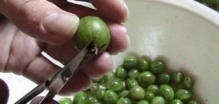 Come congelare correttamente l'uva spina per l'inverno nel frigorifero di casa ed è possibile