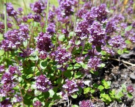 How to properly grow and care for thyme (thyme) at home in a pot