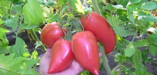 Kore uzun meyveli domates çeşidinin tanımı, özellikleri ve üretkenliği