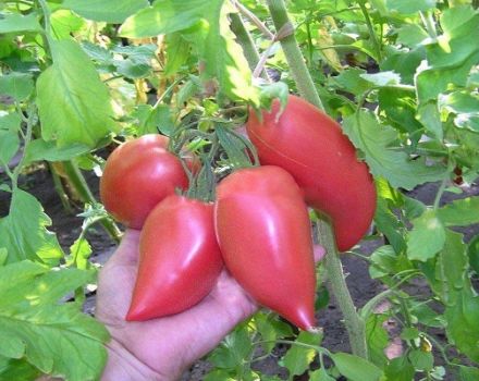 Korejas ilgi augļu tomātu šķirnes apraksts, tās īpašības un produktivitāte