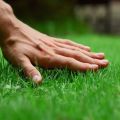 Mô tả cỏ cỏ diệt cỏ dại và cách gieo khu vực