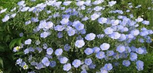 Planting and caring for perennial flax in the open field, growing from seeds