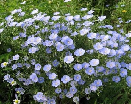 Planting and caring for perennial flax in the open field, growing from seeds