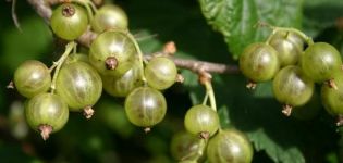 Beskrivning och egenskaper hos grön vinbärsorter, odling och vård