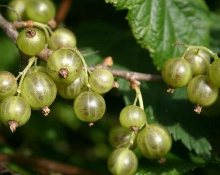Description and characteristics of green currant varieties, cultivation and care