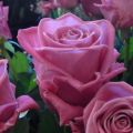 Χαρακτηριστικά και περιγραφή του τριαντάφυλλου Aqua, φύτευση, καλλιέργεια και φροντίδα