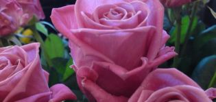 Aqua ruusun ominaisuudet ja kuvaus, istutus, kasvatus ja hoito