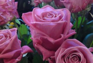 Characteristics and description of the Aqua rose, planting, growing and care