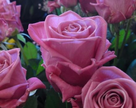 Caracteristicile și descrierea trandafirului Aqua, plantare, creștere și îngrijire