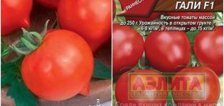 Charakterystyka i opis odmiany pomidora Hali Gali, jej plon