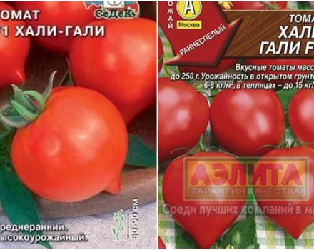 „Hali Gali“ pomidorų veislės charakteristikos ir aprašymas, derlius