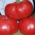 Tomaattilajikkeen ominaisuudet ja kuvaus Sugar pudovichok