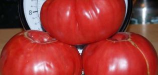 Características y descripción de la variedad de tomate Azúcar pudovichok