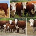 Charakteristiky kazaských kráv s bielymi hlavami, výhody a nevýhody plemena