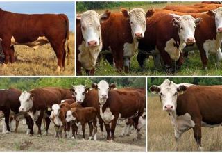 Características de las vacas kazajas de cabeza blanca, ventajas y desventajas de la raza.