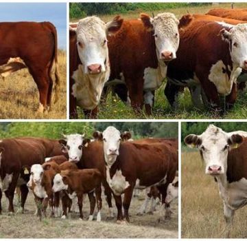 Характеристики на казахските белоглави крави, предимства и недостатъци на породата