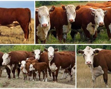 Characteristics of Kazakh white-headed cows, advantages and disadvantages of the breed