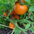 Charakterystyka i opis odmiany miodu pomidorowego (rosa miodowa)