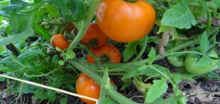 Đặc điểm và mô tả các loại mật nhân cà chua (mật ong sương sáo)