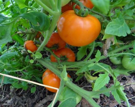 Charakterystyka i opis odmiany miodu pomidorowego (rosa miodowa)