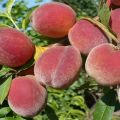 Beschrijvingen van de 20 beste variëteiten van Krim-perziken en teeltregels