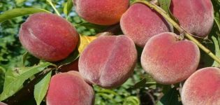 Beskrivningar av de 20 bästa sorterna av Krim-persikor och odlingsregler