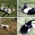 Description and characteristics of faint goats, rules of keeping