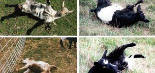 Descripción y características de las cabras débiles, reglas de mantenimiento.