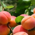 Beschrijving van abrikozenrassen Succes, kenmerken van opbrengst en teeltkenmerken
