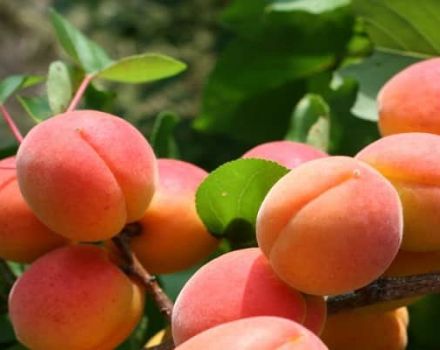 Beschreibung der Aprikosensorten Erfolg, Ertragsmerkmale und Anbaumerkmale