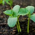 At what distance do you need to plant cucumbers with seedlings and seeds in the open field