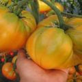 מאפיינים ותיאור של זן העגבניות ענק צהוב