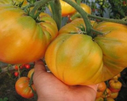 Eigenschaften und Beschreibung der Tomatensorte Gelber Riese