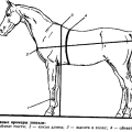 How much can a horse weigh on average and how to determine mass, world records