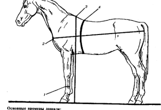 Koliko prosječno može težiti konj i kako odrediti masu, svjetske rekorde