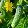 Growing and shaping parthenocarpic cucumbers, the best varieties