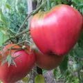 מאפיינים ותיאור של זן העגבניות Batianya, התשואה שלו