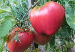 Eigenschaften und Beschreibung der Batianya-Tomatensorte, deren Ertrag