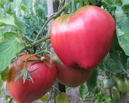 Egenskaper och beskrivning av Batianya-tomatsorten, dess utbyte