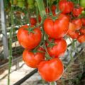 Las mejores variedades de tomates para campo abierto en la región de Nizhny Novgorod.