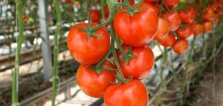 De bästa tomaterna för öppen mark i Nizhny Novgorod-regionen
