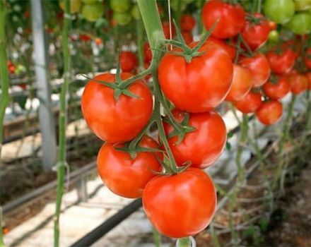 Parhaat tomaattilajikkeet avointa maata varten Nižni Novgorodin alueella