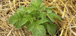 Mô tả từng bước về phương pháp trồng khoai tây dưới cỏ khô hoặc rơm rạ