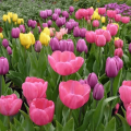 Mikor lehet jobb tulipánokat ősszel ültetni a moszkvai régióban