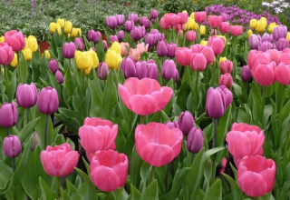Quan és millor plantar tulipes a la tardor a la regió de Moscou